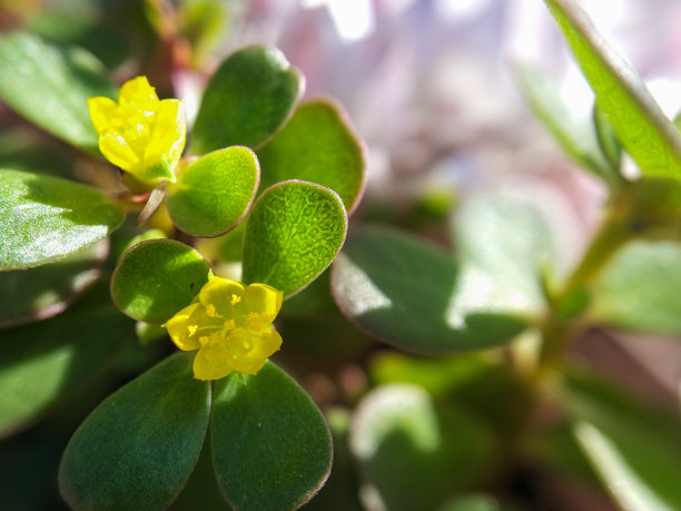 马齿苋或普通马齿苋，药用特性。常见的马齿苋也被称为马齿苋、马齿苋、红根或藜草。拉丁马齿苋是一种富含omega - 3的可食用植物，可以用来做沙拉，也可以像夏天开花的菠菜一样食用图片下载