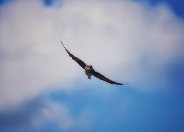 飞行中的鱼鹰图片下载