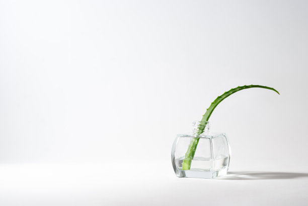 芦荟叶在白色中性背景，模板，复制空间。图片下载