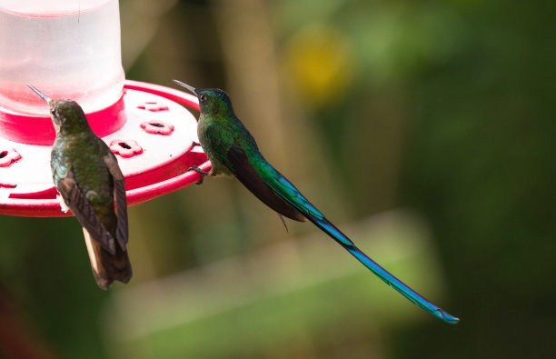 在哥伦比亚萨伦托的科科拉山谷，绿色的黄尾冠冠鸟和长尾蜂鸟坐在喂鸟器旁图片下载