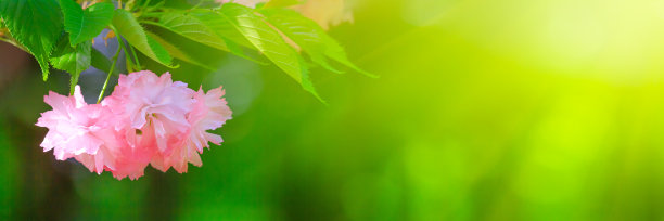 春园樱花树枝上粉红色的花朵和新鲜的绿叶。花卉背景，横幅图片下载