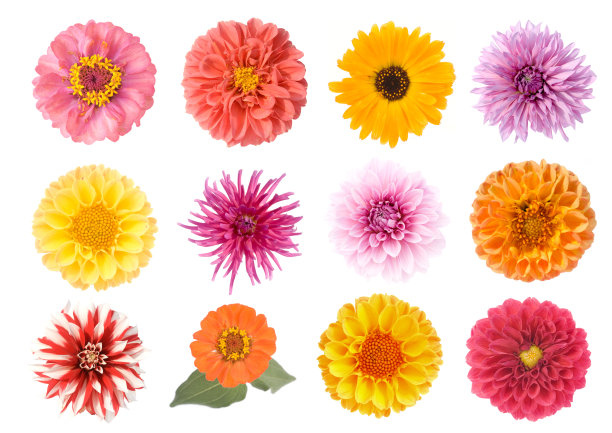 一套花图片下载