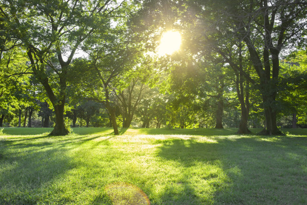 森林的阳光图片下载