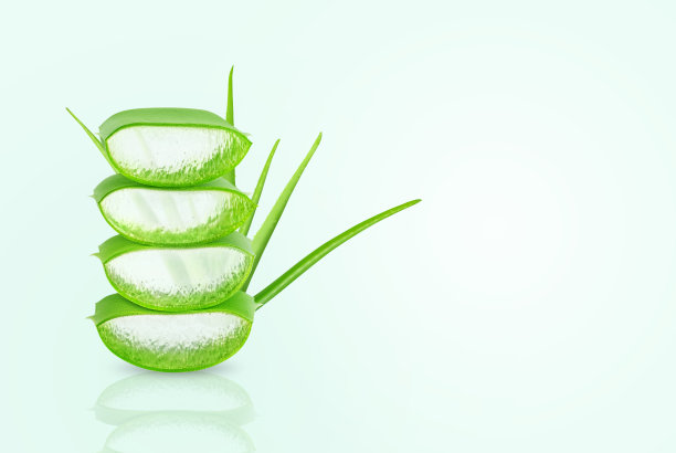 绿色背景上的芦荟植物。图片下载