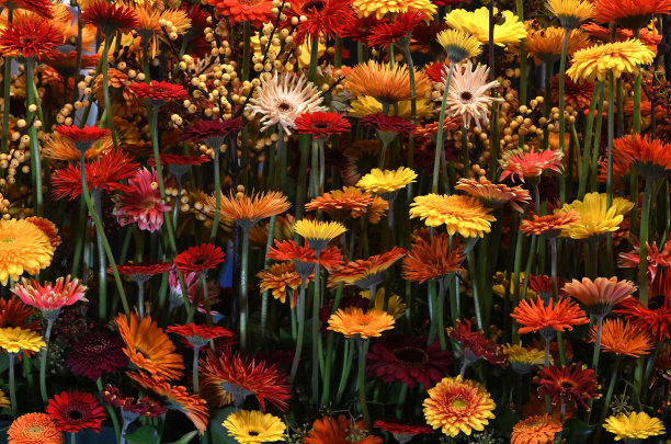 各种颜色的非洲菊花背景墙。花墙背景。城市丛林墙。情人节或母亲节的背景。彩色的花朵背景。图片下载