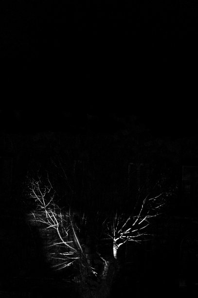 夜晚灯火通明的树图片下载