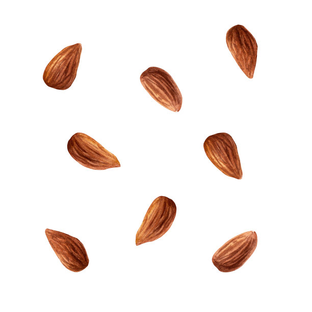 一套杏仁。水彩插图孤立的白色背景图片下载