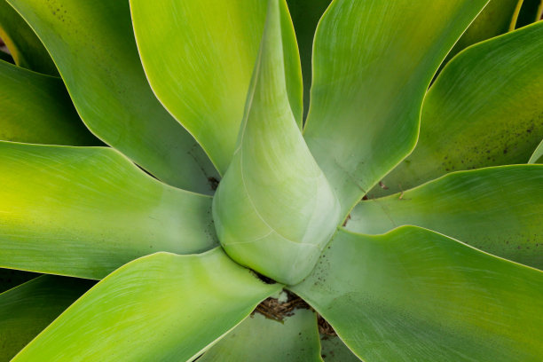 美丽的绿色龙舌兰植物图片下载