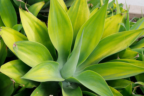 美丽的绿色龙舌兰植物图片下载