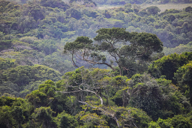 潘多拉丛林图片下载