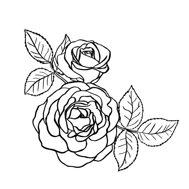 玫瑰草图。白色背景上的黑色轮廓。图片下载