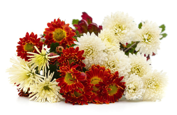 白色和红色菊花的香味。图片下载