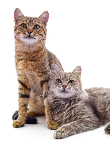 两只灰猫。图片下载