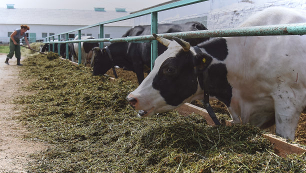 农业概念，日记牛吃干草在现代自由牲畜栏图片下载