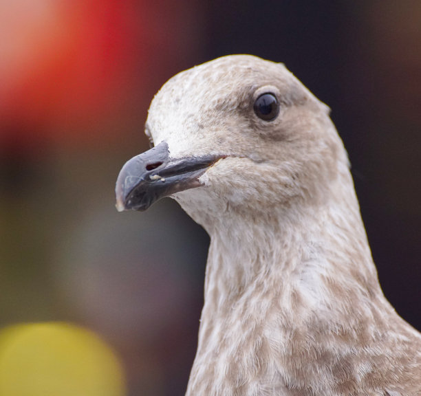 城市中一只小鸟的特写镜头图片下载