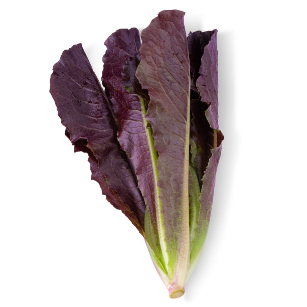 红叶生菜孤立在白色背景图片下载