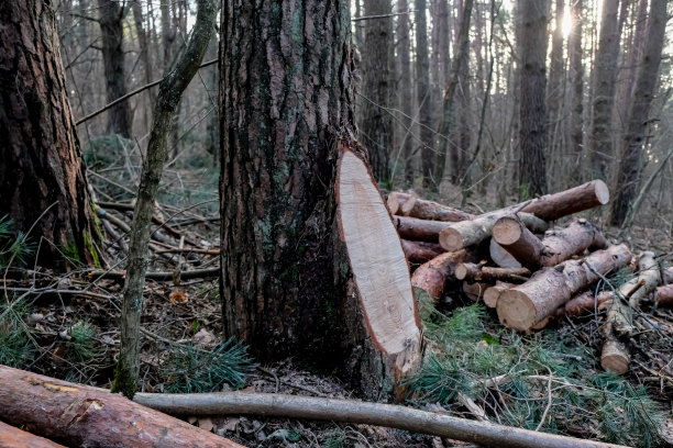 采伐木材或柴火的图片下载