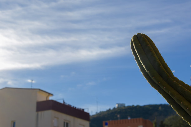 一个迷幻的圣佩德罗仙人掌与蓝色的天空，一些山脉和建筑的背景图片下载