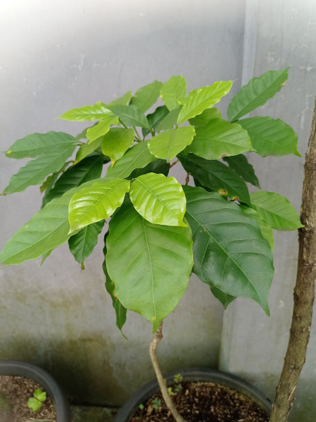 阿拉比卡咖啡树的叶子。 照片的格式图片下载