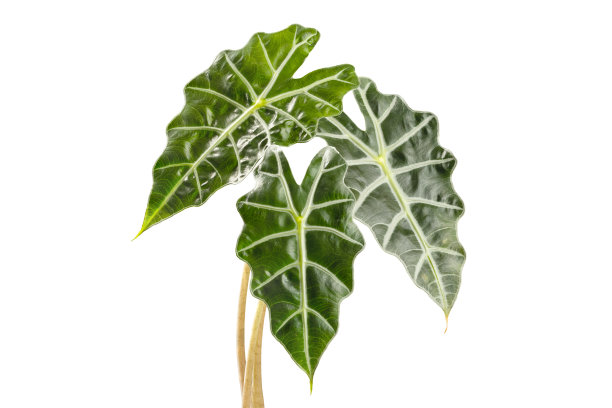 三叶沉香非洲面具植物图片下载