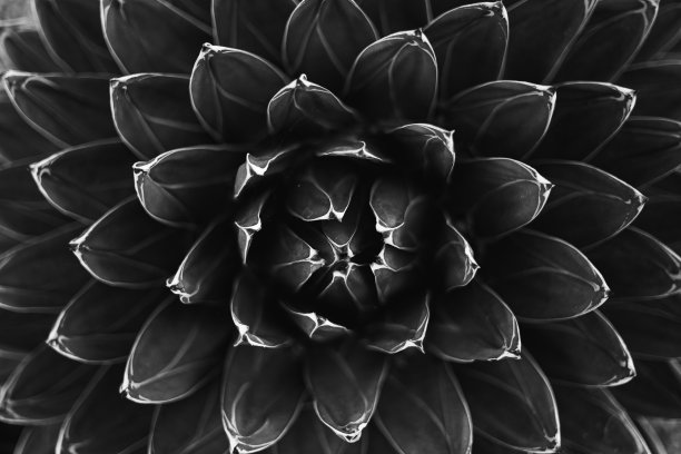 白天在花园里生长的龙舌兰的灰度镜头图片下载