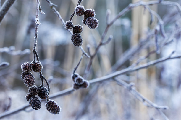 冬天，桤木树枝上结着冰冻的球果。宏观照片图片下载