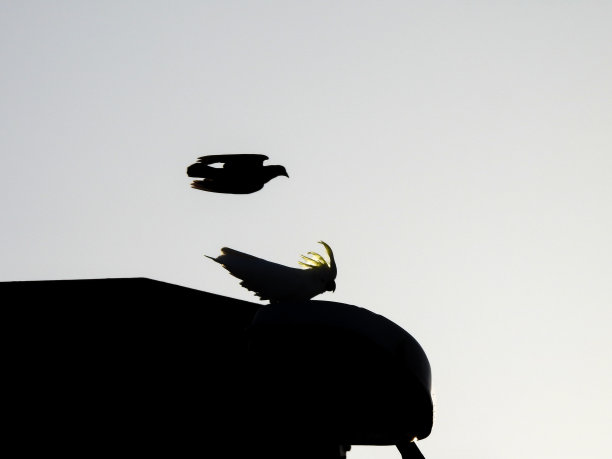 鸽子和鹦鹉剪影图片下载