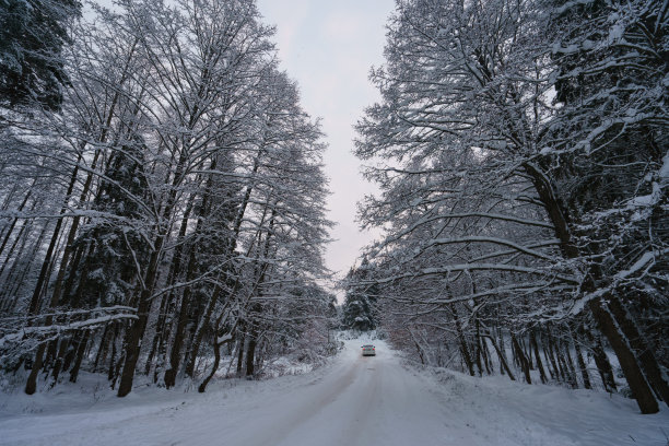 穿越冬季俄罗斯森林的道路图片下载