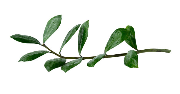 绿色树枝孤立在白色背景上。Zamioculcas。图片下载