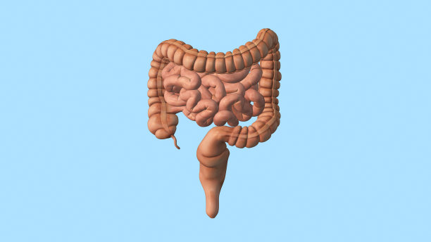 人体内脏器官，有肠道医学背景图片下载