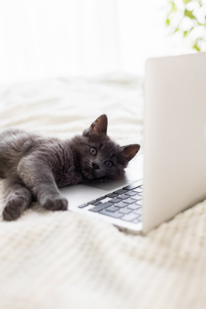 一只灰色毛茸茸的缅因猫躺在床上和笔记本电脑的键盘上。宠物和小玩意儿。有趣的宠物图片下载