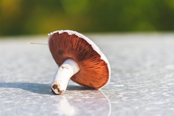 黎明绿草里的蘑菇。明亮阳光下的蘑菇特写。图片下载