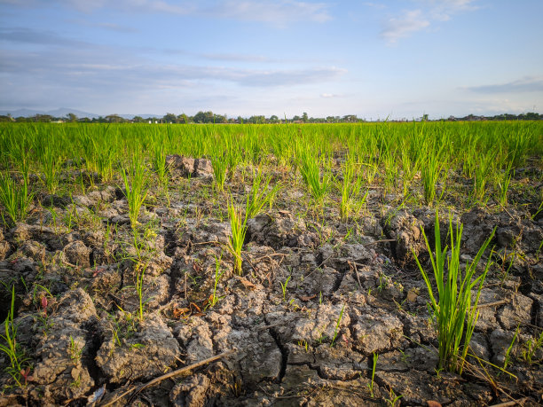 稻田干旱图片下载