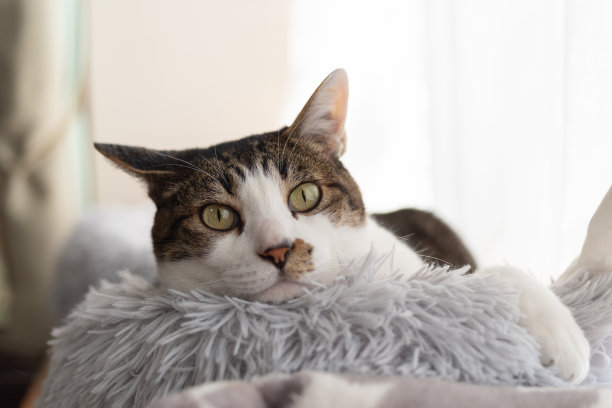 盯着猫图片下载