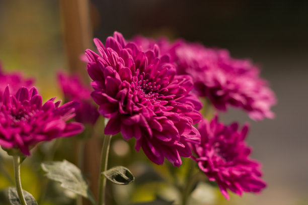 花园里盛开着美丽的紫红色菊花。白天拍摄的照片，有复制空间背景。图片下载