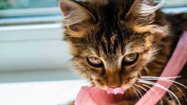灰色条纹家猫特写，适用于宠物医院、猫咪网站和猫粮广告图片下载