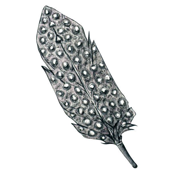 手绘水彩羽毛孤立在白色背景。林地手绘自然插图儿童设计，明信片，海报和印刷。剪贴艺术幼儿园设计。图片下载