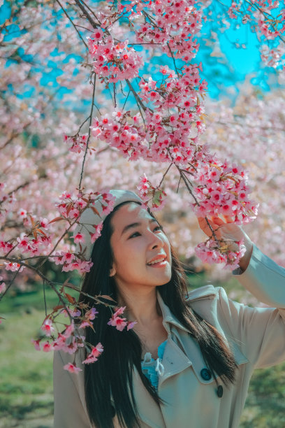 在春日樱花区放松，泰国清迈樱花Nang Phaya Sua Krong花图片下载