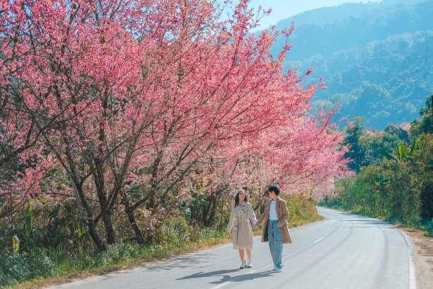 泰国清迈，一对情侣在春日樱花区放松图片下载