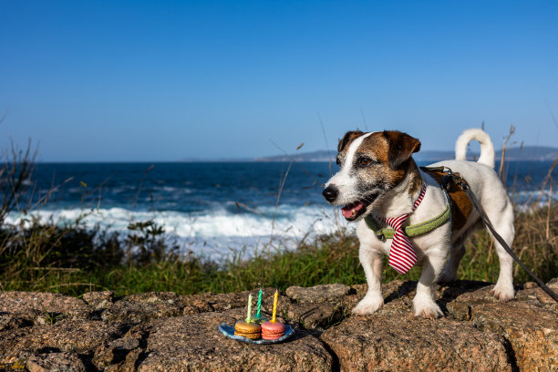 杰克罗素系着领带站在海边的岩石上图片下载