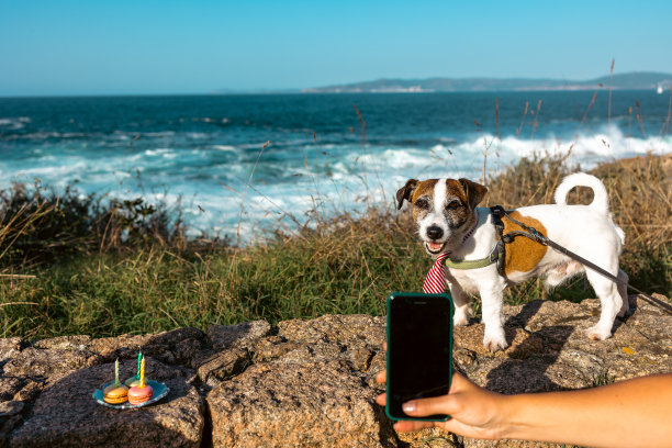杰克·拉塞尔站在海边的岩石上拍照图片下载