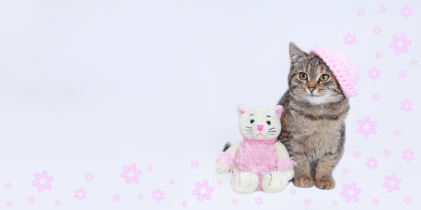 白色背景上的小猫。小猫靠近。戴着粉色针织帽的小猫坐在一只粉色玩具猫旁边。猫在镜头前摆姿势。网页横幅复制空间。情人节。猫周围的花图片下载