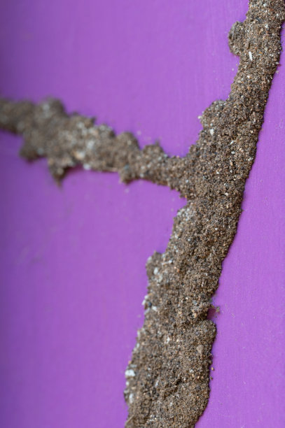 白蚁挖的沙洞图片下载