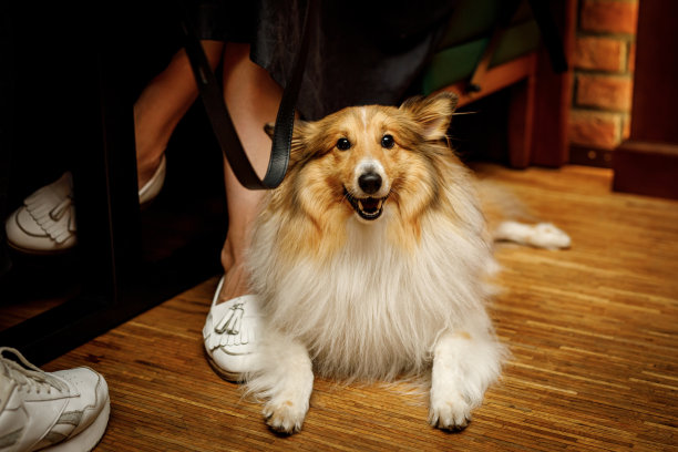 在宠物友好酒吧里快乐的喜乐蒂牧羊犬图片下载