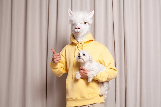 有创意的喇嘛穿着黄色连帽衫，抱着小白狗，在米色的工作室墙壁背景上竖起大拇指图片下载