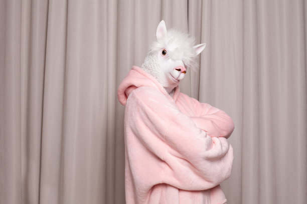 人与喇嘛头侧面站在工作室的墙壁背景图片下载