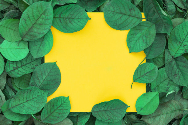 纸质卡片模型。由绿叶制成的框架。平铺，俯视图，复制空间图片下载