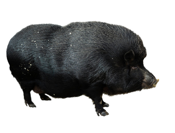 猪在谷仓里吃东西图片下载