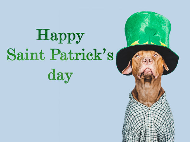 小狗和一顶亮绿色的小妖精帽子图片下载