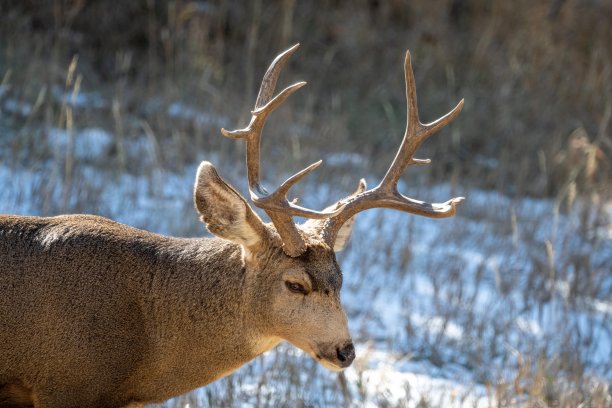 鹿概要图片下载